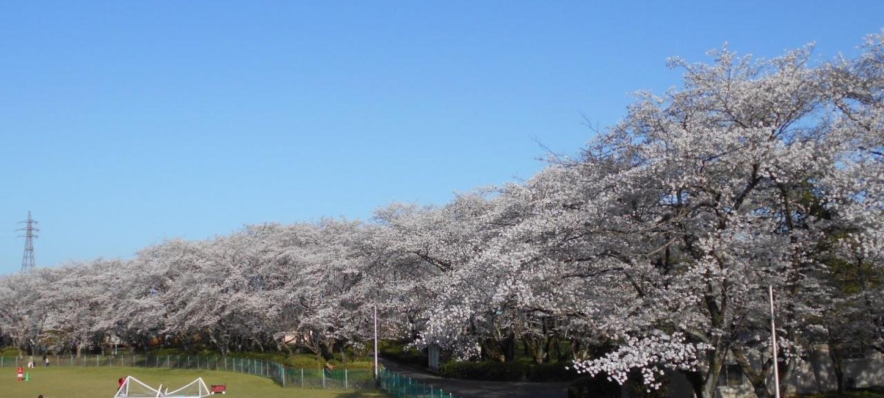 大野公園桜